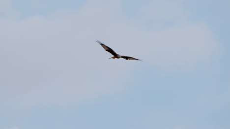 breathtaking tracking shot: red kite eagle in flight during beautiful summer - prores high quality shot