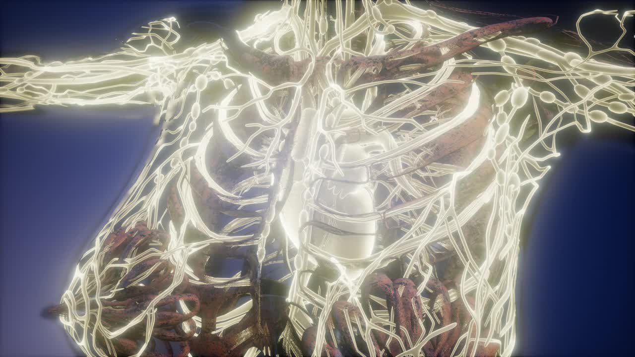 человеческое тело с светящимися кровеносными сосудами