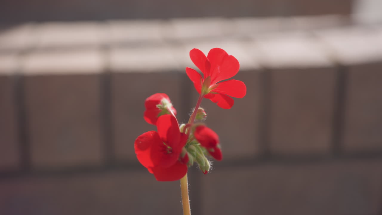 red garden geranium sways under open air beside brick wall, Sunlight catches petals while gentle breeze moves slender stem, Soft bokeh background creates calm planter mood with fresh spring color