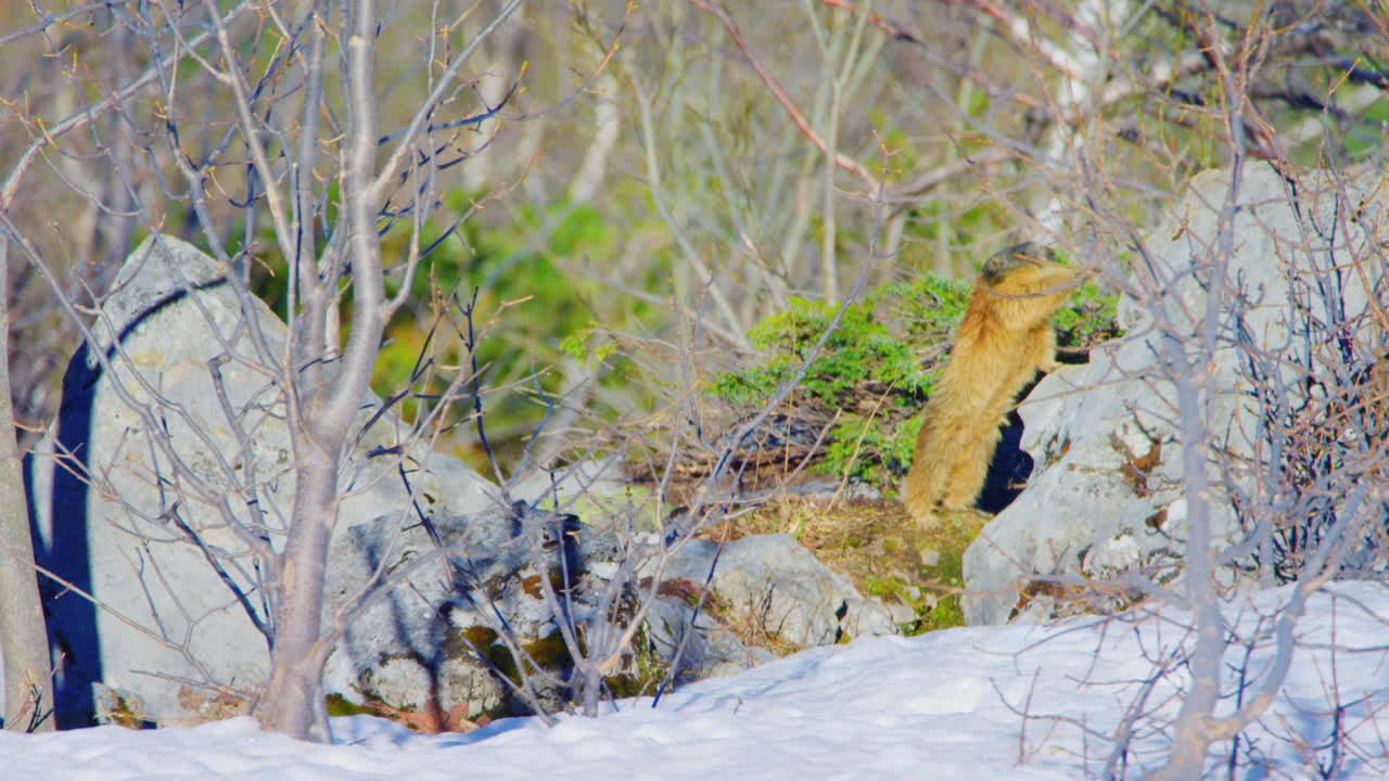 마멋이 무언가를 잡기 위해 바위 위로 올라간다