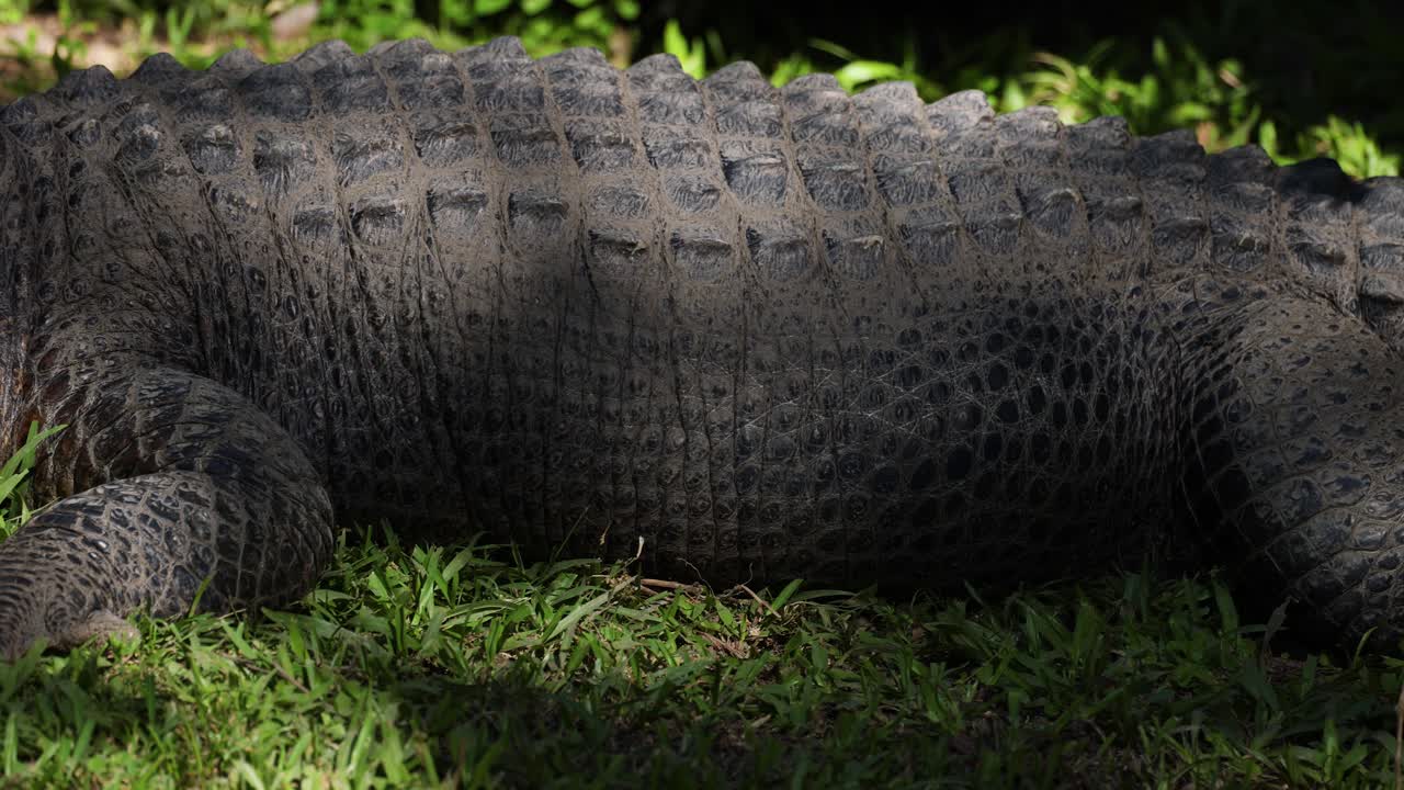 un cocodrilo acostado en la hierba, tomando el sol