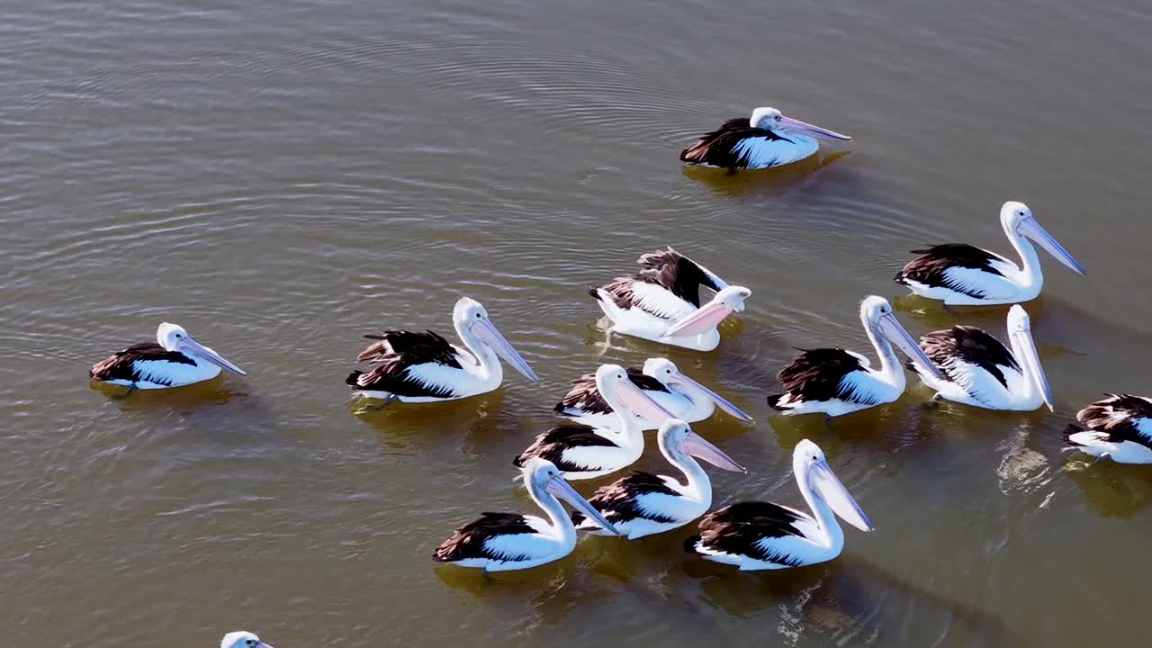 Eine Gruppe von Pelikanen gleitet über stilles Wasser und zeigt soziales Miteinander und natürliches Verhalten
