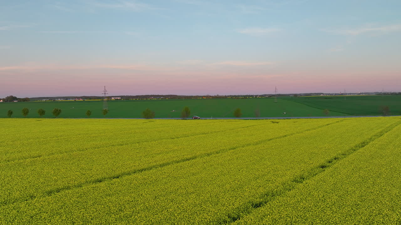 Aerial Flying Over Yellow Field Of Blooming Rapeseed With Pink Sunset Sky On Horizon