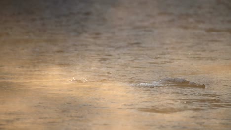 white throated dipper coming out from icy cold river water after search for food, slow motion