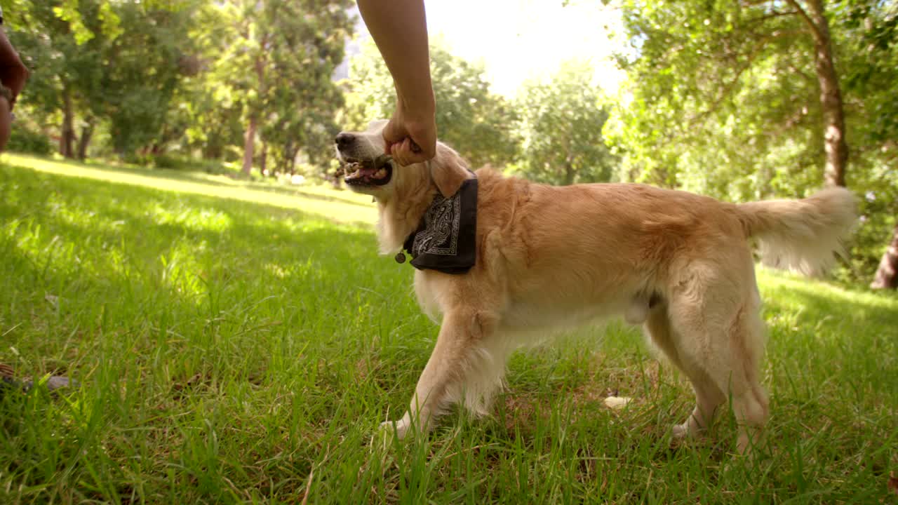 hombre jugando con perro labrador y palo en el parque