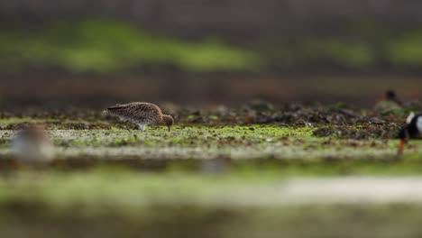 Der-Brachvogel-Sucht-Sein-Futter-Entlang-Der-Gezeitenzone-Mit-Langem,-Nach-Unten-Gebogenem-Schnabel