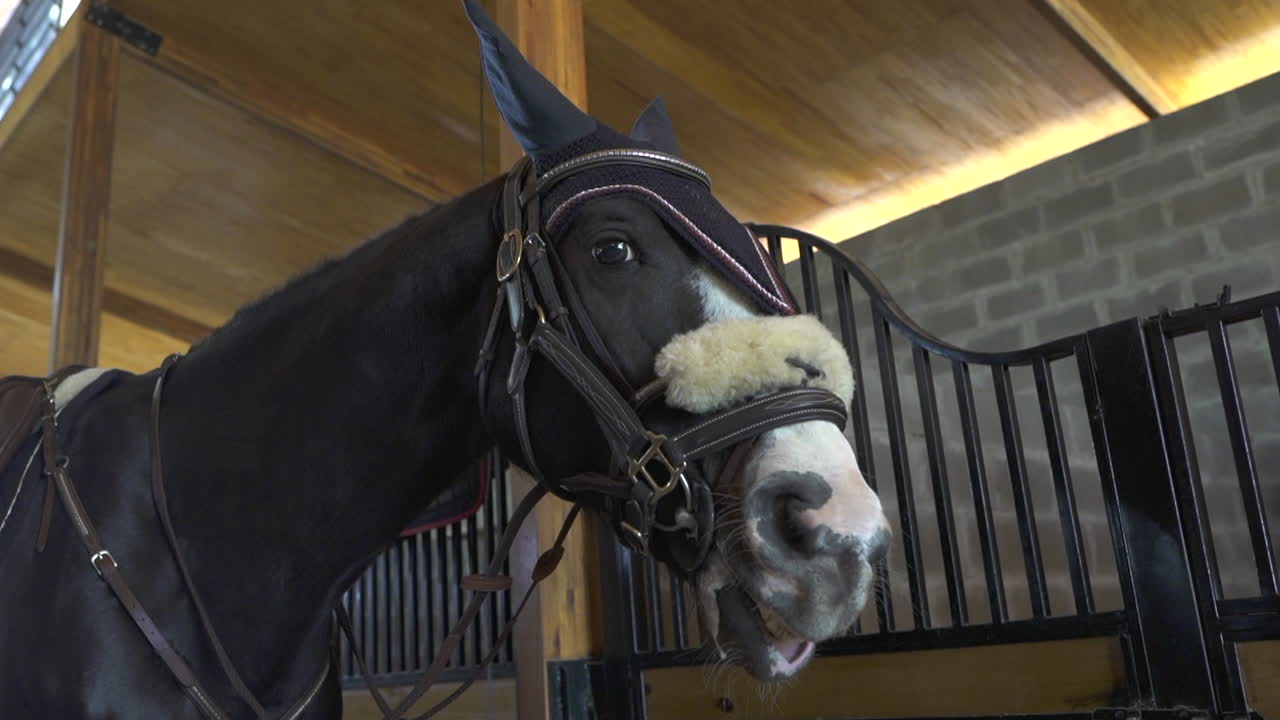 Black Horse in Training Stable, Equestrian Lifestyle and Riding Competition