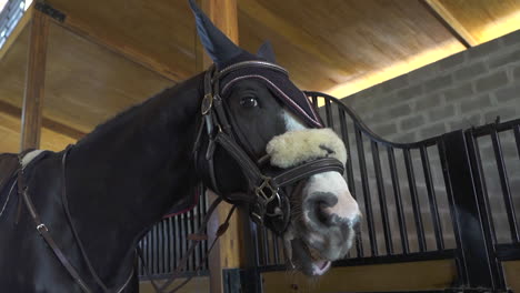 black horse in training stable, equestrian lifestyle and riding competition