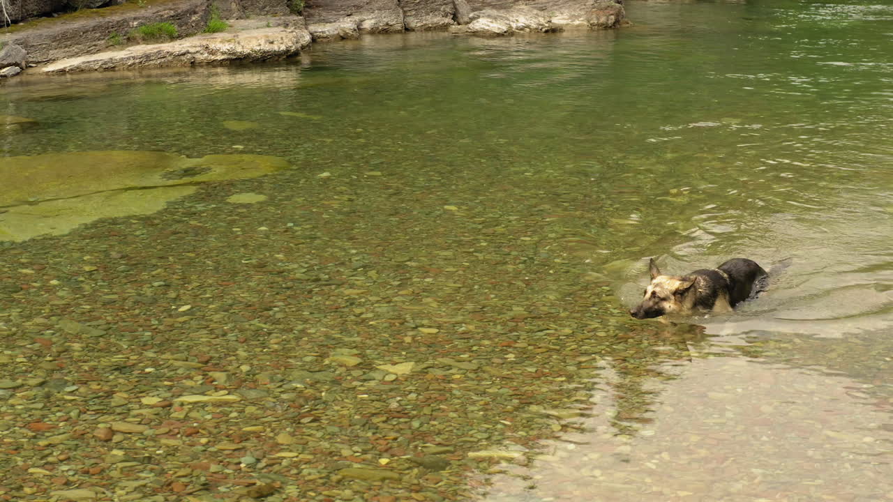 perro pastor alemán nadando a través de un arroyo en el parque nacional de los glaciares