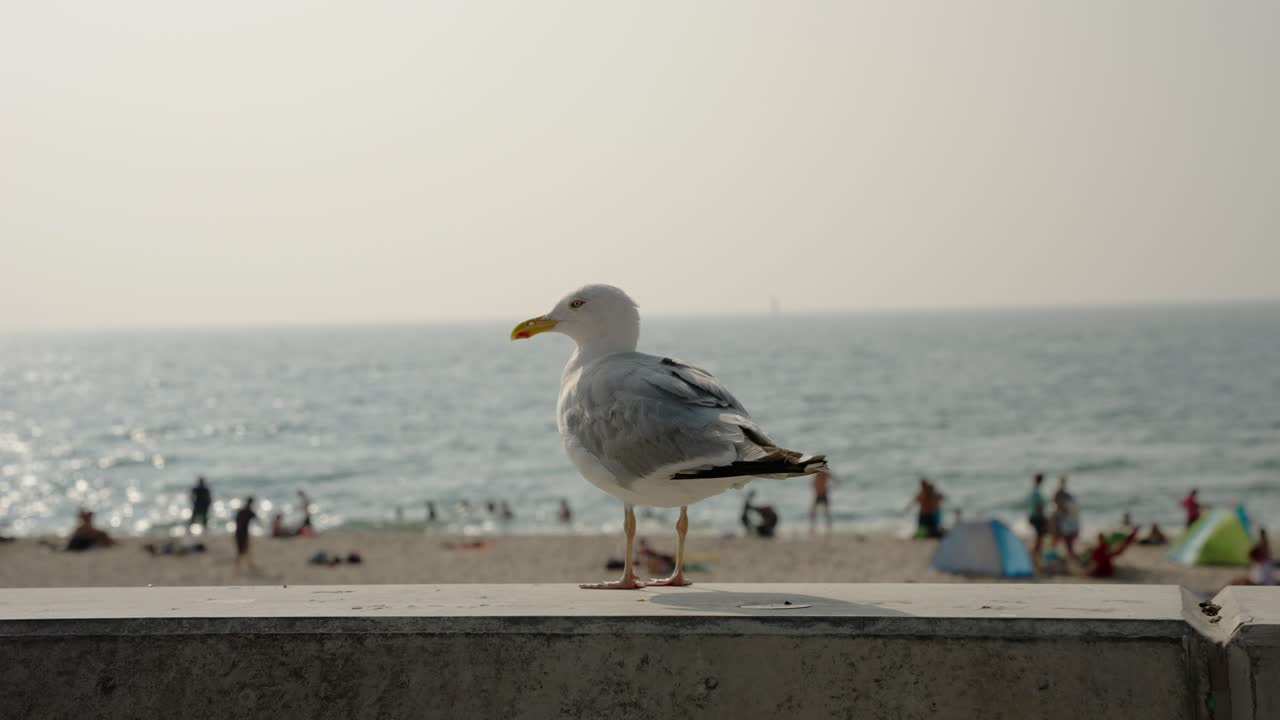 Gaivota em pé em um muro observando o oceano, a praia e o sol poente.
