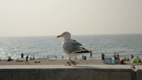 gaviota parada en una pared mirando el océano, la playa y el sol vespertino
