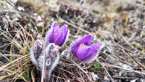 Das-Video-Zeigt-Wunderschöne-Lila-Krokusse,-Die-Zwischen-Trockenem-Gras-Und-Erde-Blühen