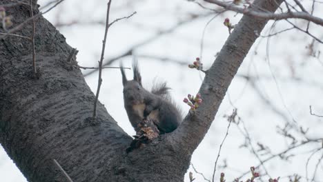 Ardilla-Gris-Euroasiática-Comiendo-Sentado-En-El-Tronco-Del-árbol-En-Primavera