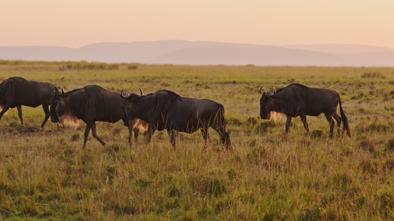 Wildebeest Herd on Great Migration in Africa, Walking on Savannah between Masai Mara in Kenya and Serengeti in Tanzania, African Wildlife Animals at Sunrise in Maasai Mara