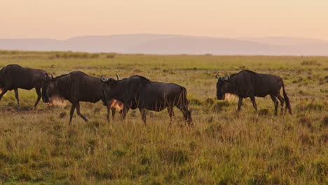 manada de ñus en la gran migración en áfrica, caminando por la sabana entre masai mara en kenia y serengeti en tanzania, animales salvajes africanos al amanecer en masai mara