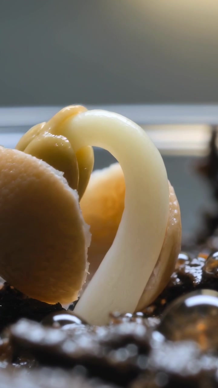 Video verticale: Spaccatura del tegumento del seme marrone chiaro, il seme che risponde all'umidità spingendo un germoglio bianco sul davanzale