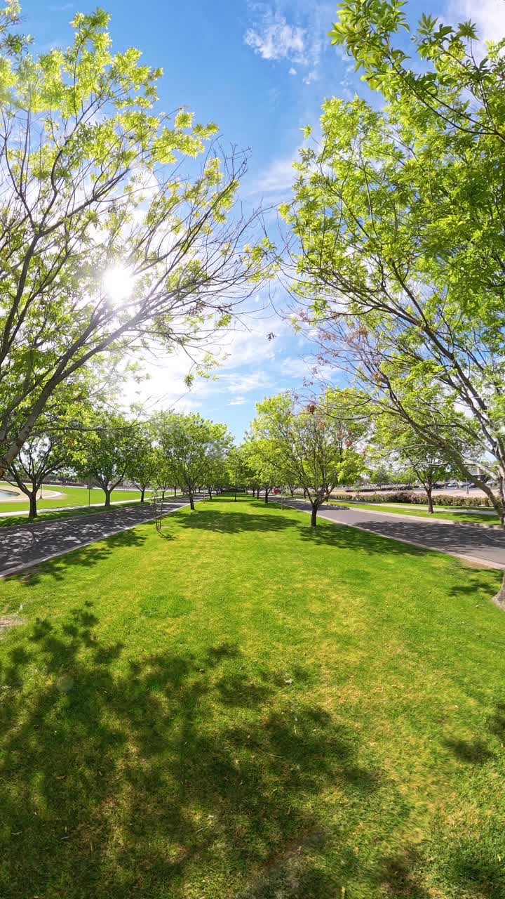 Vertical of the tree lane in Morrison Ranch Gilbert Arizona