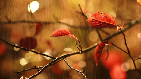 lluvia de otoño en primer plano