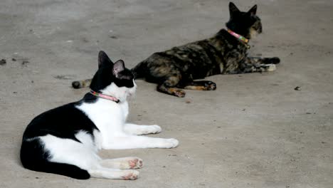 two cats sitting on floor