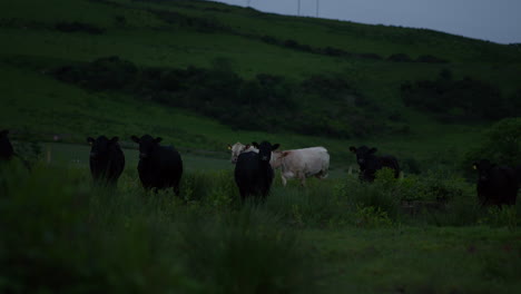 herd of curious angus cows on pasture during dusk, nightfall on meadow with black cows and white cows