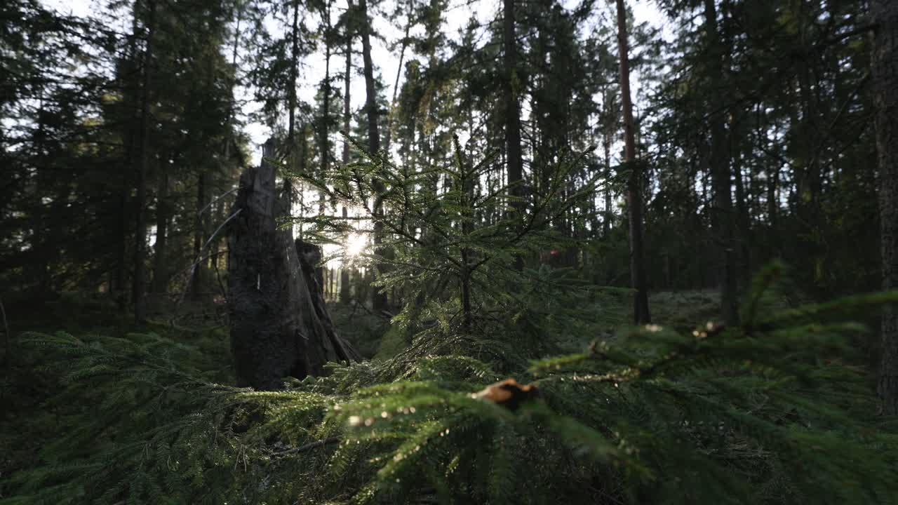 Small pine tree with dark forest and sun flare in background