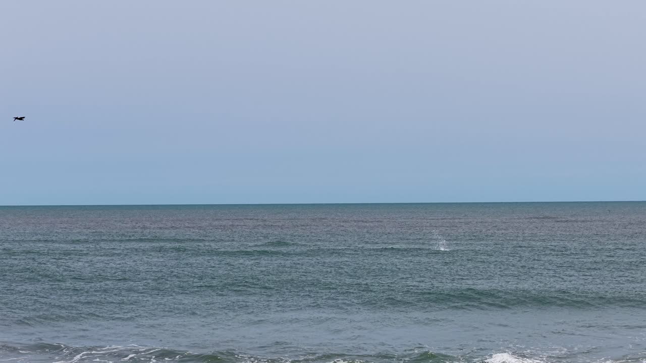 Luftoptagelser af Atlanterhavet nær Charleston, der viser en rolig horisont og blide bølger, mens havfugle elegant svæver over vandet i South Carolina