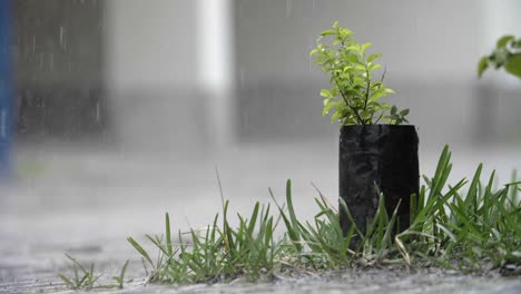 Lluvia-Cayendo-Sobre-Un-Pequeño-Parche-De-Hierba-Y-Plantas-En-Un-Entorno-Urbano---Cámara-Lenta