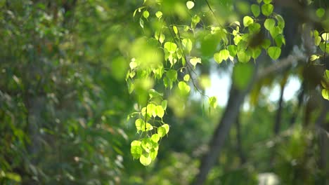 al comienzo de la primavera, el árbol de peepal ha brotado hojas