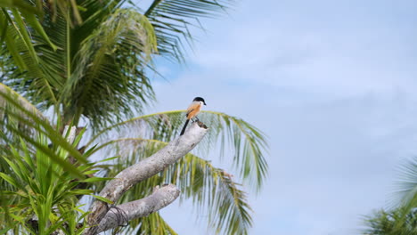 long-tailed shrike bird perching on wood