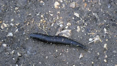 macro shot showing black haemopis sanguisuga horse leech crawling on wet soil