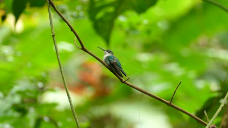 small green tropical bird sitting on a branch and extending its tongue