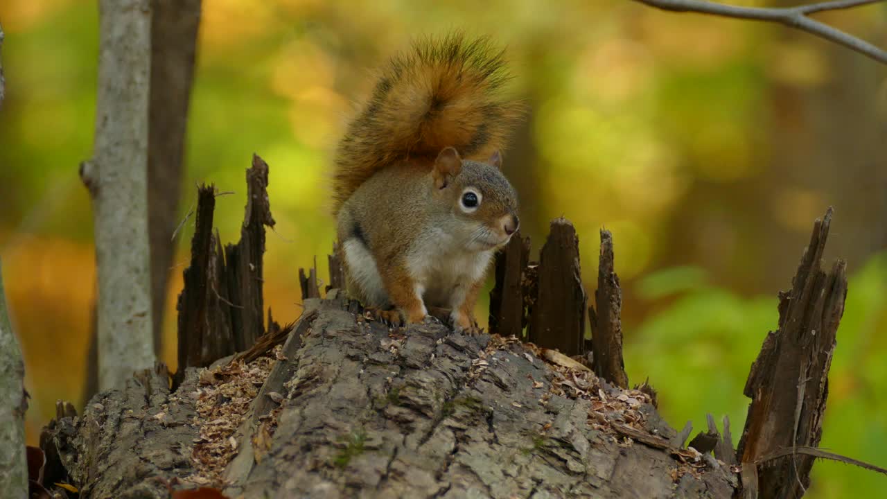 Adorabile scoiattolo seduto su un tronco d'albero nella foresta - Sciuridi nel Canada orientale durante l'autunno - messa a fuoco selettiva