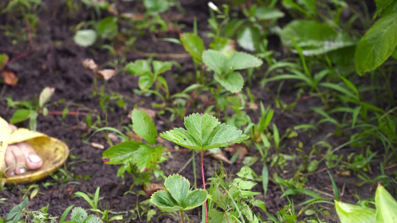 Close-up of woman's hand taking out weeds from the ground. Process of removal weeds in the fruit garden. Gardening outdoors.