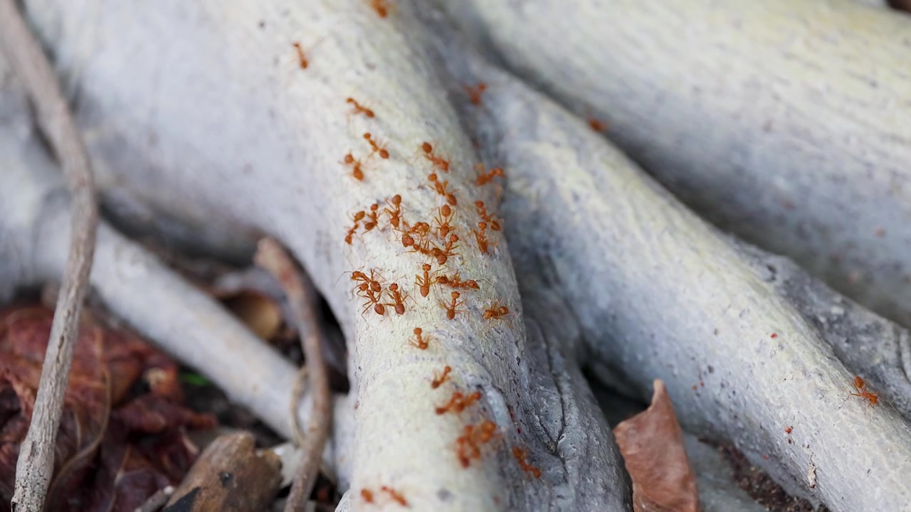 Scatto macro di formiche tessitrici rosse che si muovono attraverso spesse radici di alberi alla luce naturale del giorno.