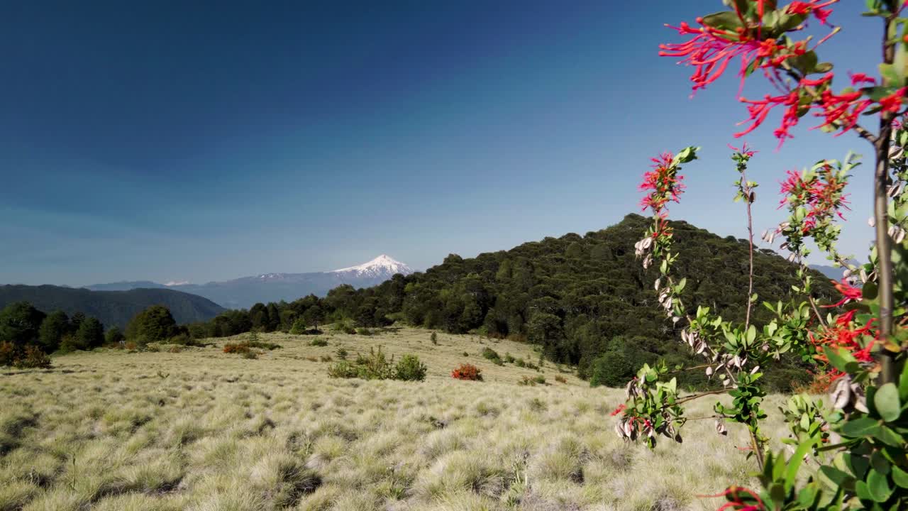 handheld de flores silvestres y coiron pampas en primer plano, sendero quinchol y volcán villarrica en el fondo, parque nacional huerquehue, chile