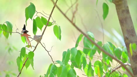 matting dance of indian paradise fly catcher with nest