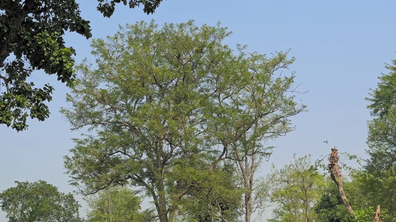 Static handheld shot of a full amla tree standing tall with light green foliage against a clear sky, branches spreading wide to form an airy, natural canopy