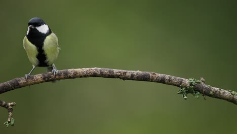 great tit on a branch