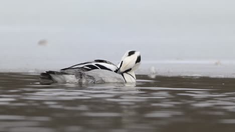 male smew scratches wing with beak while swimming in ice free stretch of water