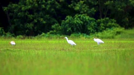 rural scene of cattle egret birds foraging over fresh green fields