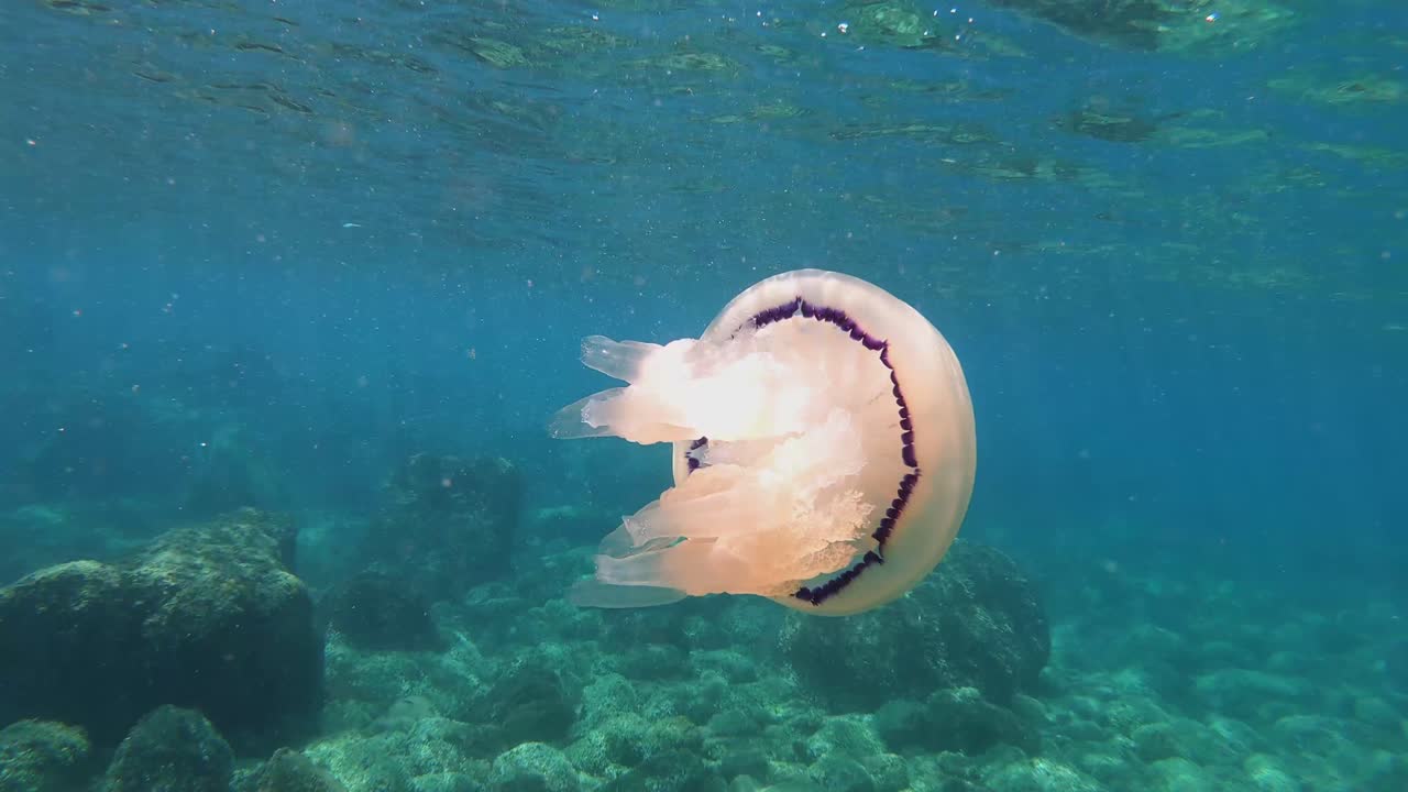 big jellyfish floats in front of the camera, rear close up view