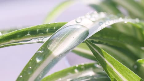 A Shot of Dew Drops on a Green Rose Leaf a Shot of Dew Drops on a Green Rose Leaf