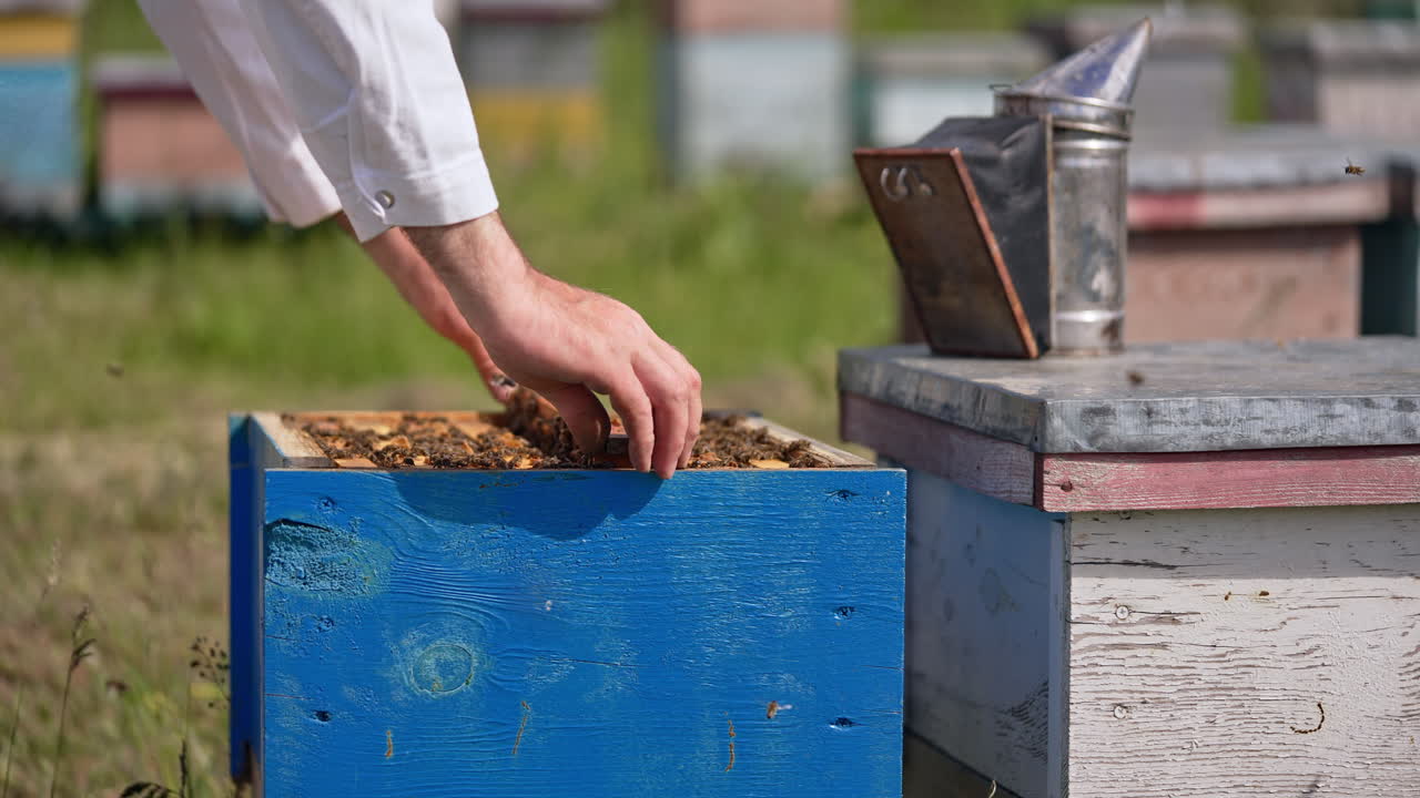 Beekeeper's hands hold a heavy frame stuck with bees. Apiarist puts a frame into the hive. Blurred backdrop.