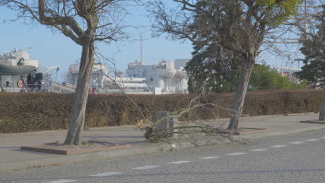 rama de árbol rota caída en el suelo en la costa de gdynia en polonia