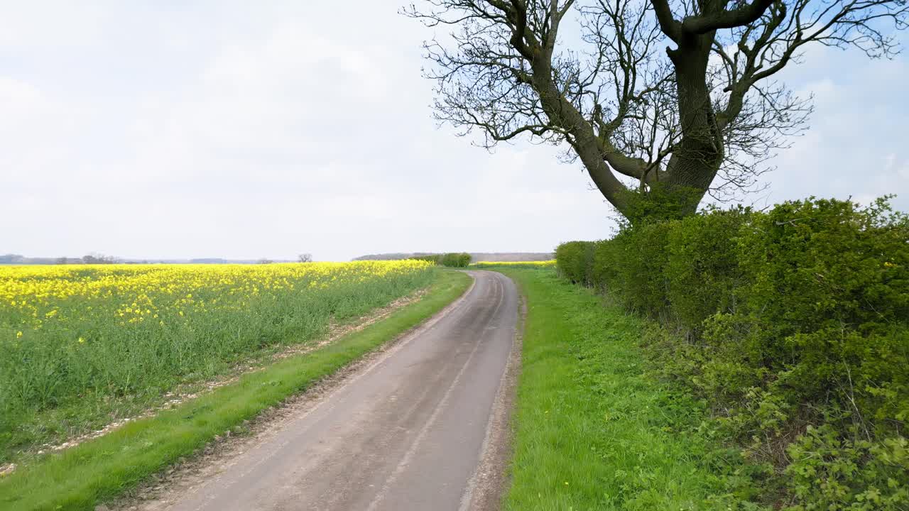Golden rapeseed fields sway in spring's breeze, an aerial view of Lincolnshire Wolds farmlands and paths.
