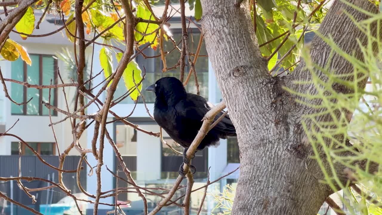 Australian crow sits on tree branch, daylight, with modern buildings in the background, minimal movement