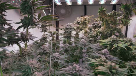 Shot-of-a-cannabis-plants-growing-in-a-grow-tent-during-flowering-stage