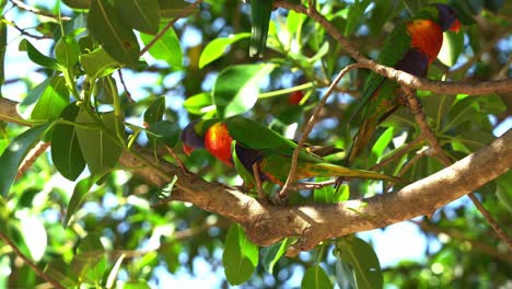 Curious little rainbow lorikeet, trichoglossus moluccanus spotted on the leafy tree, looking down and around, walking across the branch and wondering around its surroundings in bright daylight