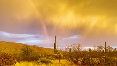 hermoso arco iris en el desierto de arizona con cacto saguaro