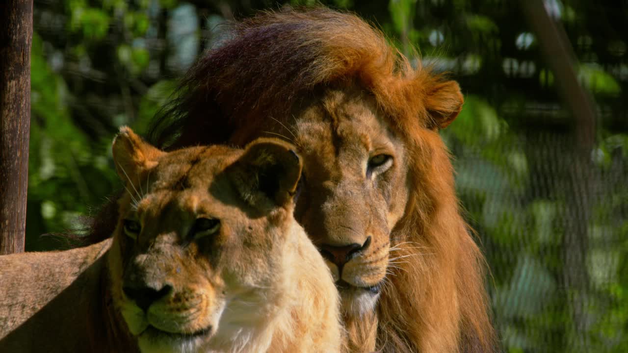 una pareja de leones y leonas en el soleado desierto de áfrica oriental.